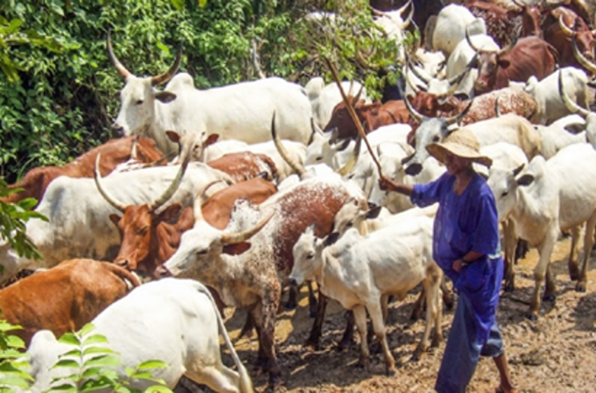  Bishop Ezeokafor’s Fatherly Advice for Cattle Ranching *Panacea for Herdsmen Terrorism*